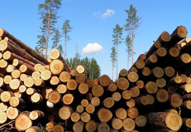 Україна потребує збереження мораторію на експорт дерева – експерт