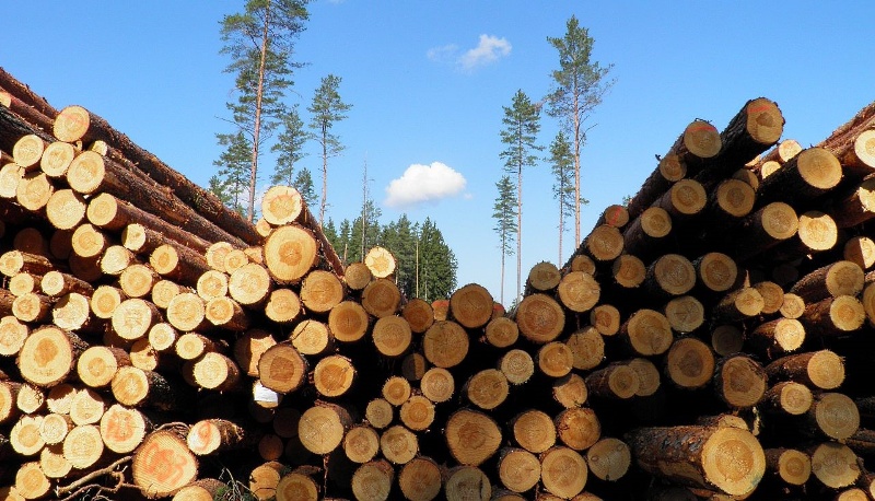 Україна потребує збереження мораторію на експорт дерева – експерт