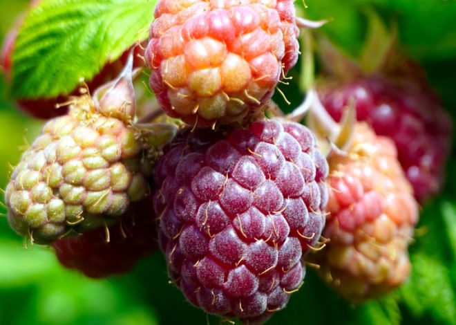 ТОП-10 Продуктів, Багатих на Вітаміни Групи В для Вашого Раціону