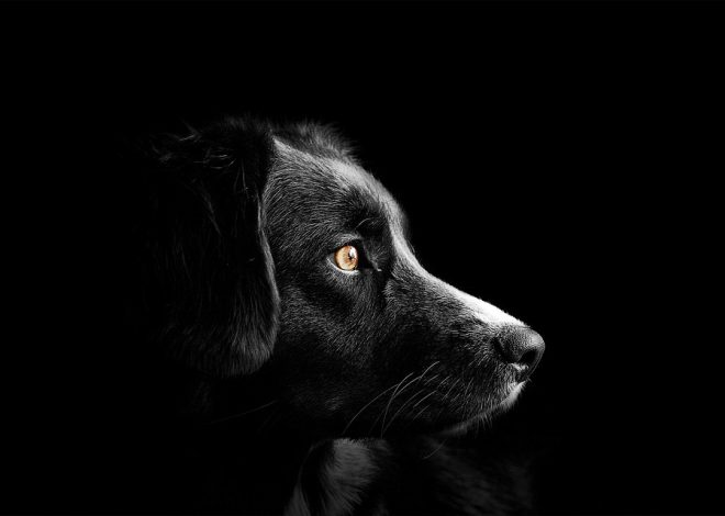 Коли іменини Сергія — дати святкування та традиції