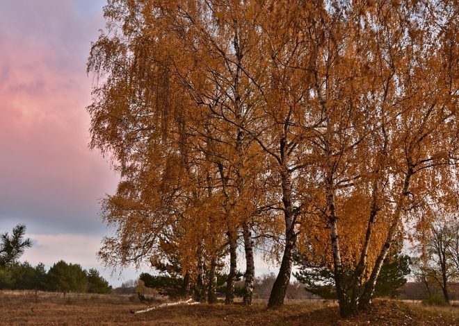 3 листопада іменини — кого сьогодні варто привітати?