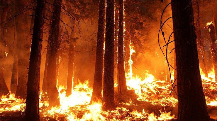 Під час гасіння лісових пожеж на Луганщині загинули 1 та 2 військові