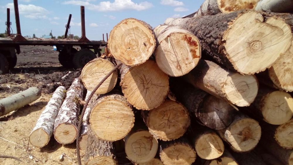 На Закарпатті СБУ викрила масштабне розкрадання лісів на суму 14 млн гривень (ФОТО+ВІДЕО)