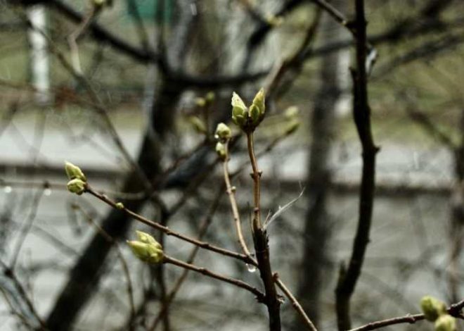 Україну чекає аномально теплий лютий: що відомо про зміну клімату